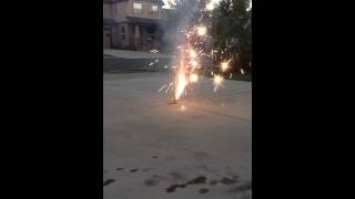 Ladybugs - TNT Fireworks