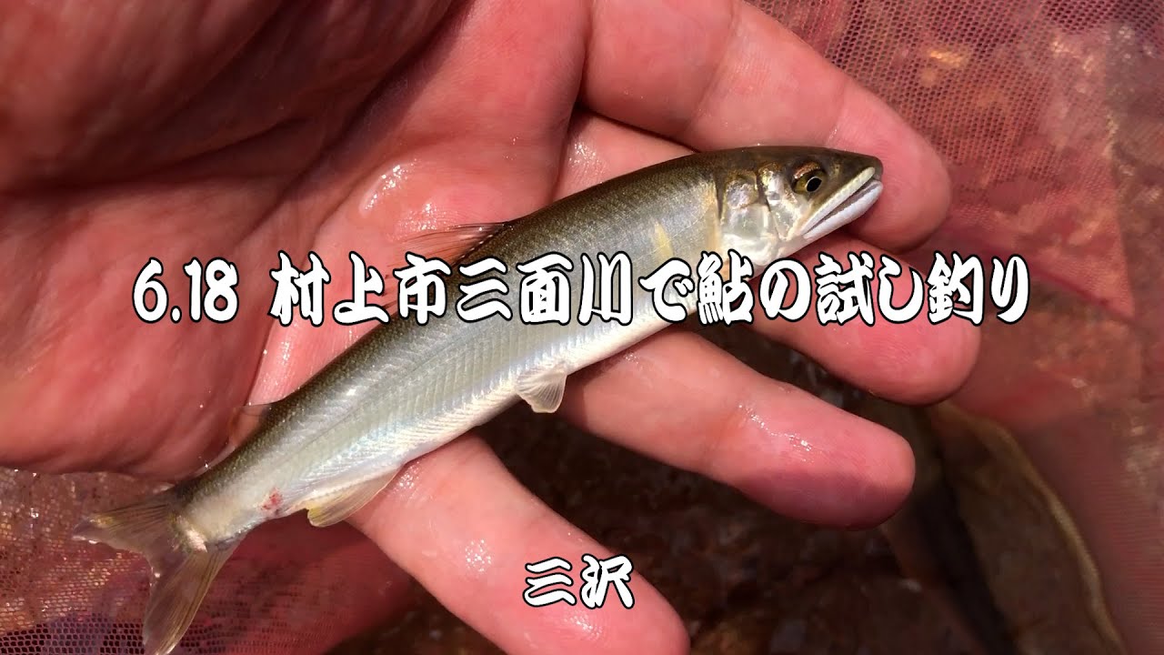 23 06 18 村上市三面川で鮎の試し釣り - YouTube