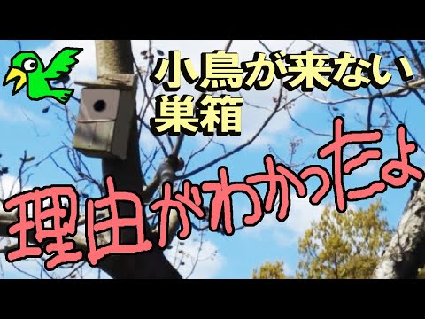 鳥が来ないのはなぜ？経験者が教える5つの原因と戻し方