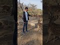 Nature Lover Sunny❤️🦌🦌❤️//#naturelover #deer #wildlife