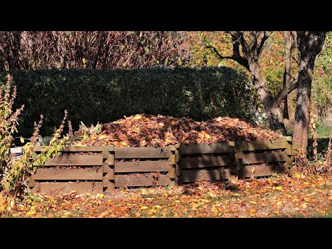 Video: Kako sačuvati i koristiti javorovo lišće?