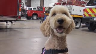 Therapy dog joins Billings Fire Department