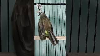 Download Lagu trucukan gacor TARUNG ROPEL PANJANG pancingan trucukan agar bunyi jadikan burung trucuk gacor NYAUT MP3