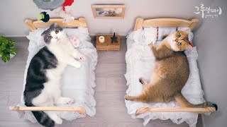 cute cat sleeps in tiny human bed