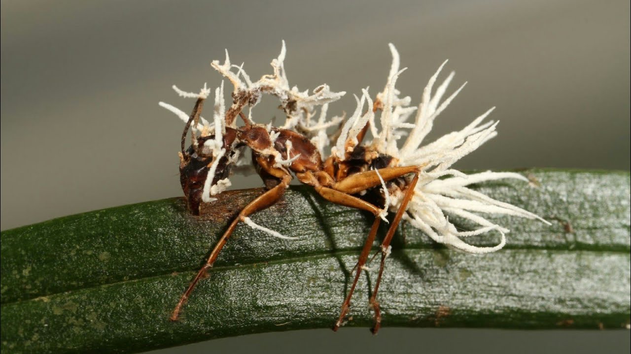 This Infectious Fungus Turns Ants Into Zombies Ant Zombie Apocalypse this-infectious-fungus-turns-ants-into-zombies-ant-zombie-apocalypse