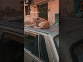 انتا عايز ايه طيب