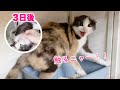 保護当初のシャーからの変化が可愛すぎるママ猫【保護猫親子diary#1】Lovely to see the change in a threatening cat.