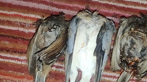 40 Rifle Hunts in 20 Minutes! Eastmans’ Hunting Journal birds hunting season village with airgun