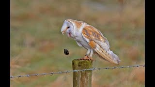 Shitframe | Birb Prime Access