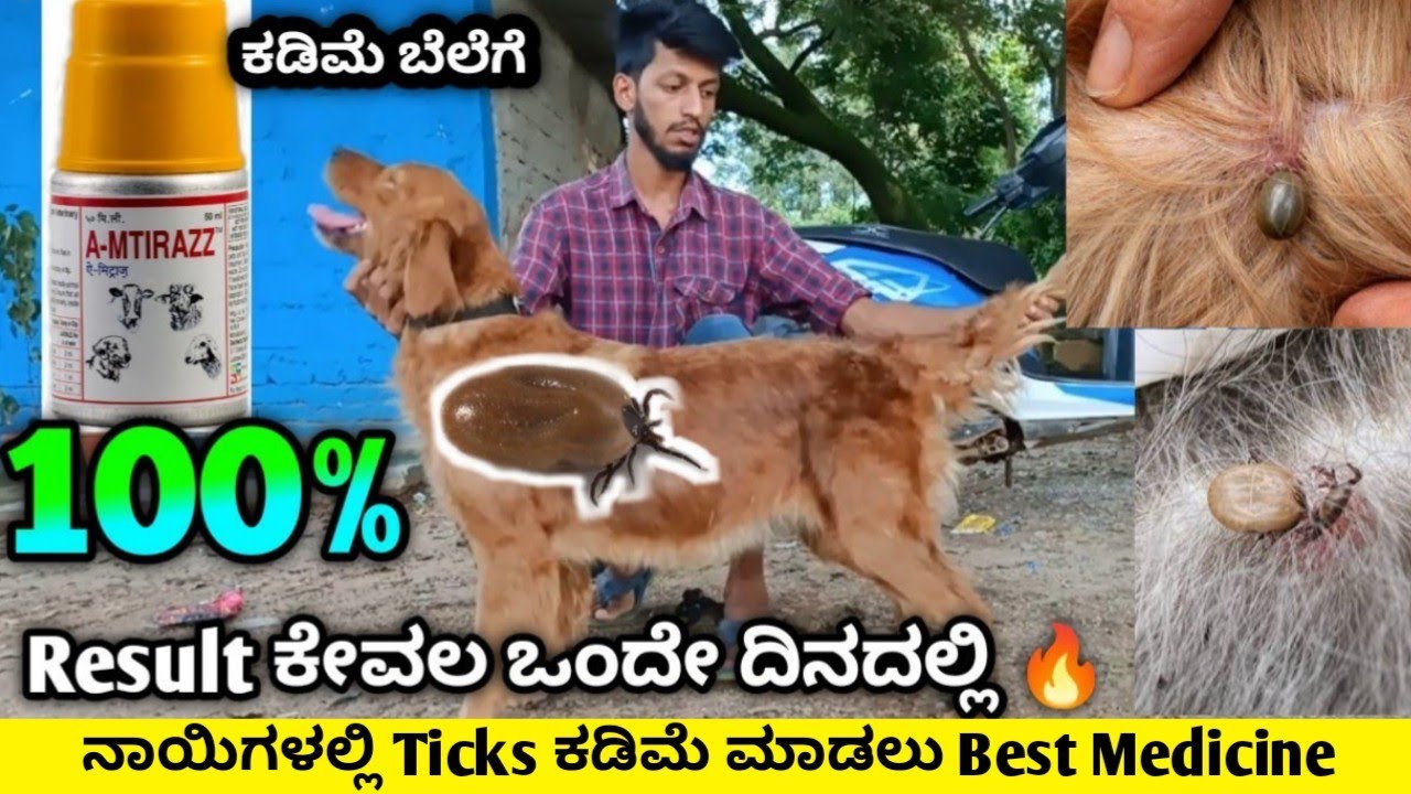 Best Ticks Medicine For Dogs ಕಡಿಮೆ ಬೆಲೆಗೆ 100 Result ಕೇವಲ ಒಂದೇ