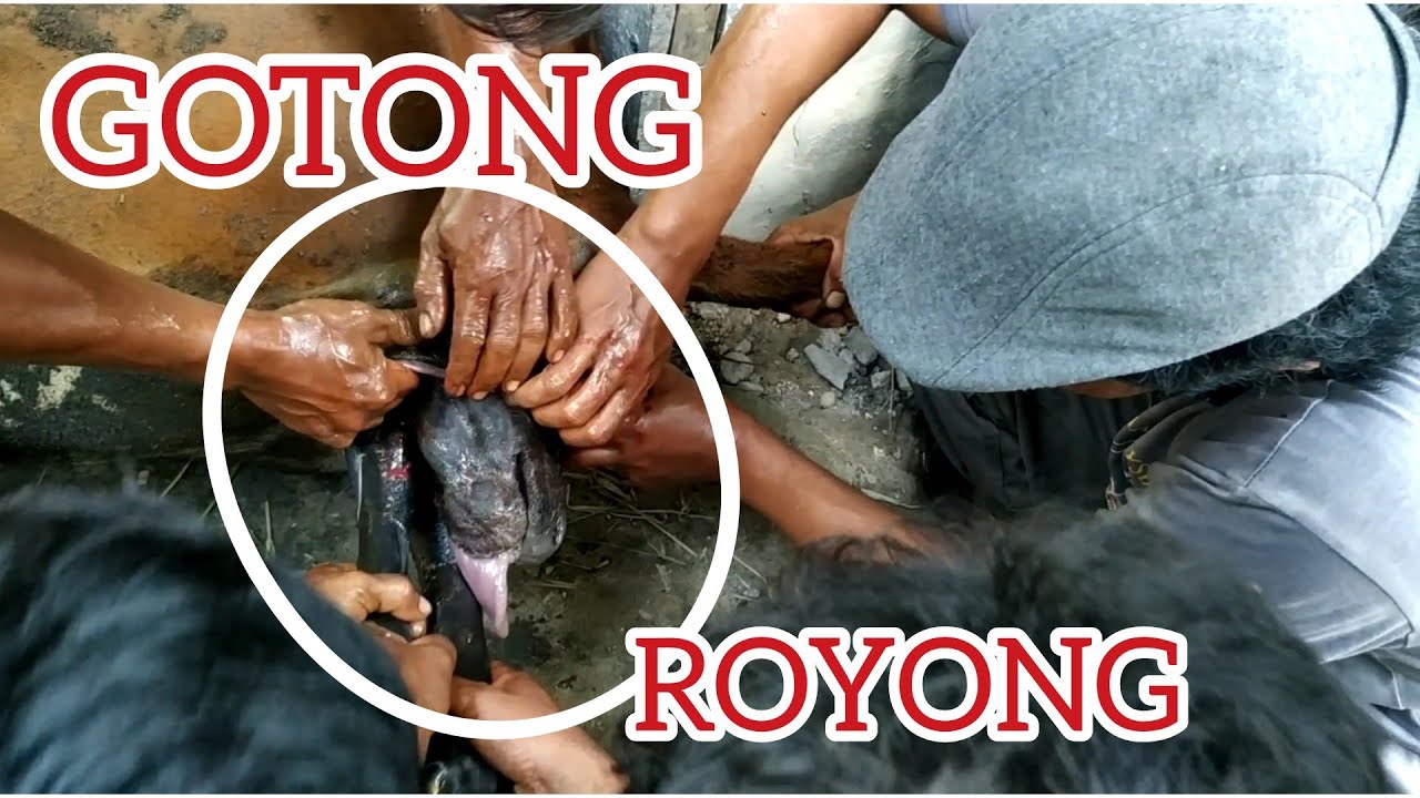 Sapi Kawin alam yang tidak terkontrol serta efeknya - YouTube