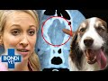 Killer Fungus Invading Dog&#39;s Brain 😨 Bondi Vet