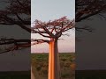 Madagascars The Avenue of the Baobabs