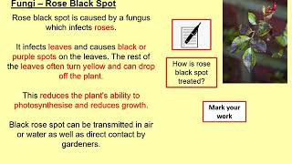 Plant Diseases Triple ONLY