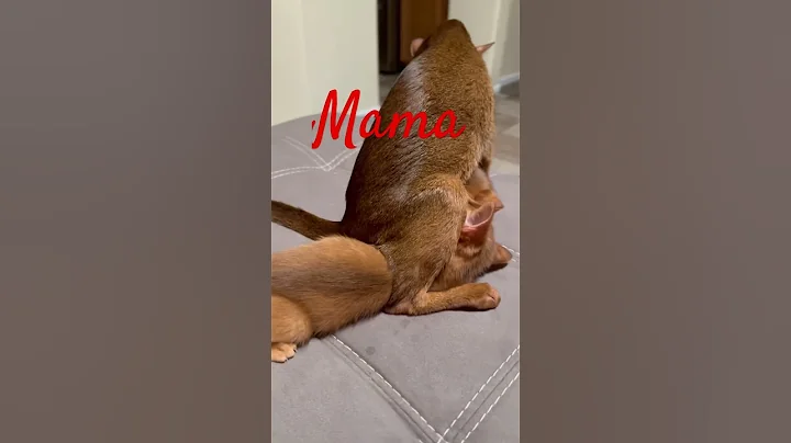 Video 9109641: abyssinian kitten animals cat, abyssinian cat cute kitten, feeding, cattery, pets