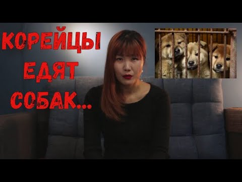 ПОЧЕМУ КОРЕЙЦЫ ЕДЯТ СОБАК?