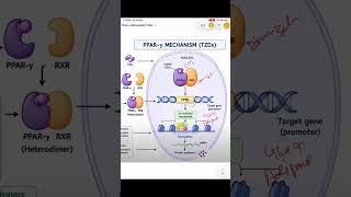 PPAR GAMMA RECEPTORS #shorts #pharmacology #meded #medicalstudent #mbbs2ndyear #diabetes #mbbs