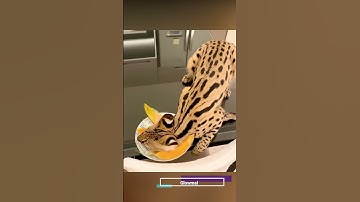 Fat Lazy Cat On Table ( ͡❛ ᆽ ͡❛) | Viral Video | Glowmal #shorts #Fat Lazy Cat On Table ( ͡❛ ᆽ ͡❛)