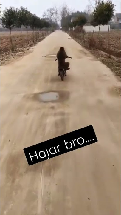 monyet naik sepeda