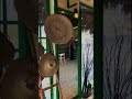 صديت صدة مستعيف من الدار عن حاجة ما ودي اصد عنه