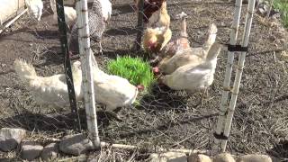 Feeding Barley Fodder to Egg Laying Chickens!