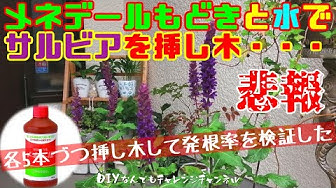 サルビア Youtube サルビア Youtube