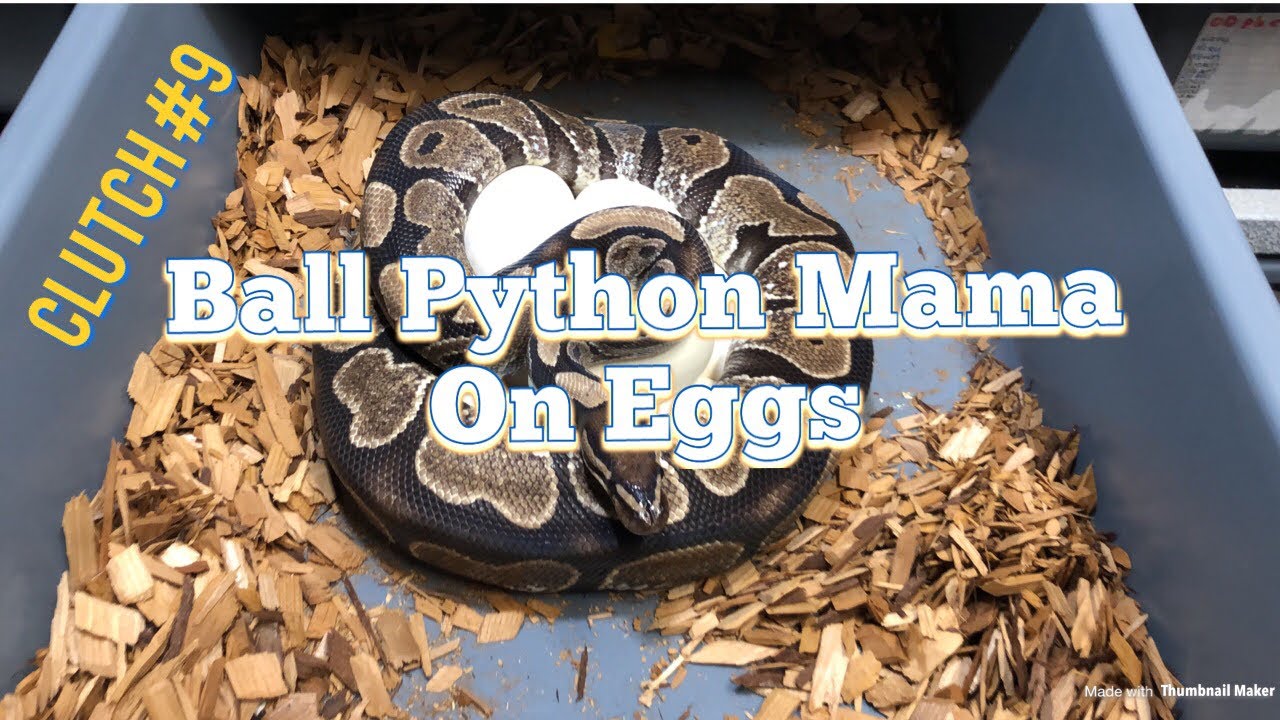 pet snakes and dogs 2019 BALL PYTHON BREEDING: Clutch #9