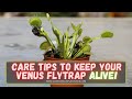 Repotting A Venus Flytrap + Venus Flytrap Care Tips: Soil Mix, Watering, How Much Sun, Pots & More!