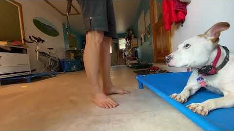 TWC Teaching Monty a down using negative reinforcement. TWC is the best way to train!