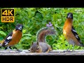 Cat TV for Cats to Watch 😺 Enchanting Birds and Squirrels in Summer 🐦🐿 8 Hours(4K HDR)