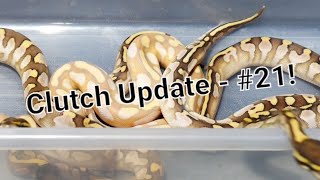 Celebrity Clutch Update #21 - Calico... Profile