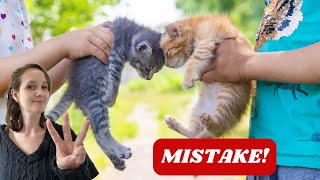 Three mistakes (almost) everyone makes introducing cats! 🤯 #catbehaviour #cathelp #happycats