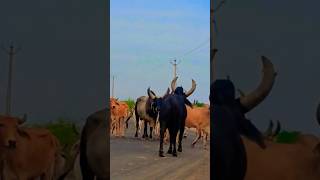 hero cow boy #viral #trending #herocow #cowshorts #heroboy #cowhero