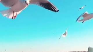 Allahu Allah.alemin Padisahi Allahu Allah