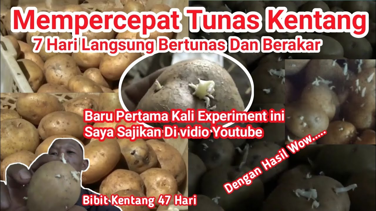 Mempercepat Tunas Kentang Dengan Hasil Yang Bagus