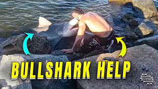 Guy Helping Bullshark Stranded on Rocks
