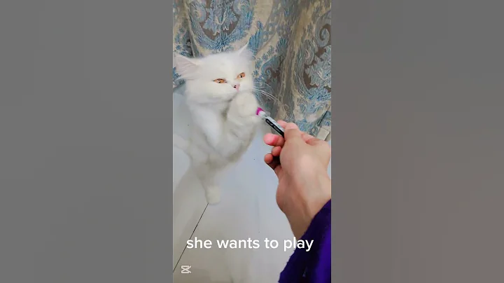 Video 11604911: cute white persian cat, cute cat playing