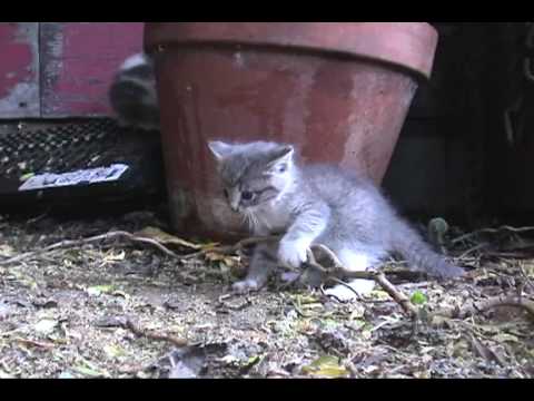 Required YouTube Cute Kitten Video - YouTube