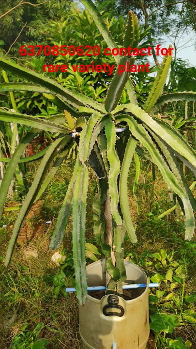 wp6370850620 contact for rare variety Dragon plant available #shorts #viralvideo #dragonfruitplant