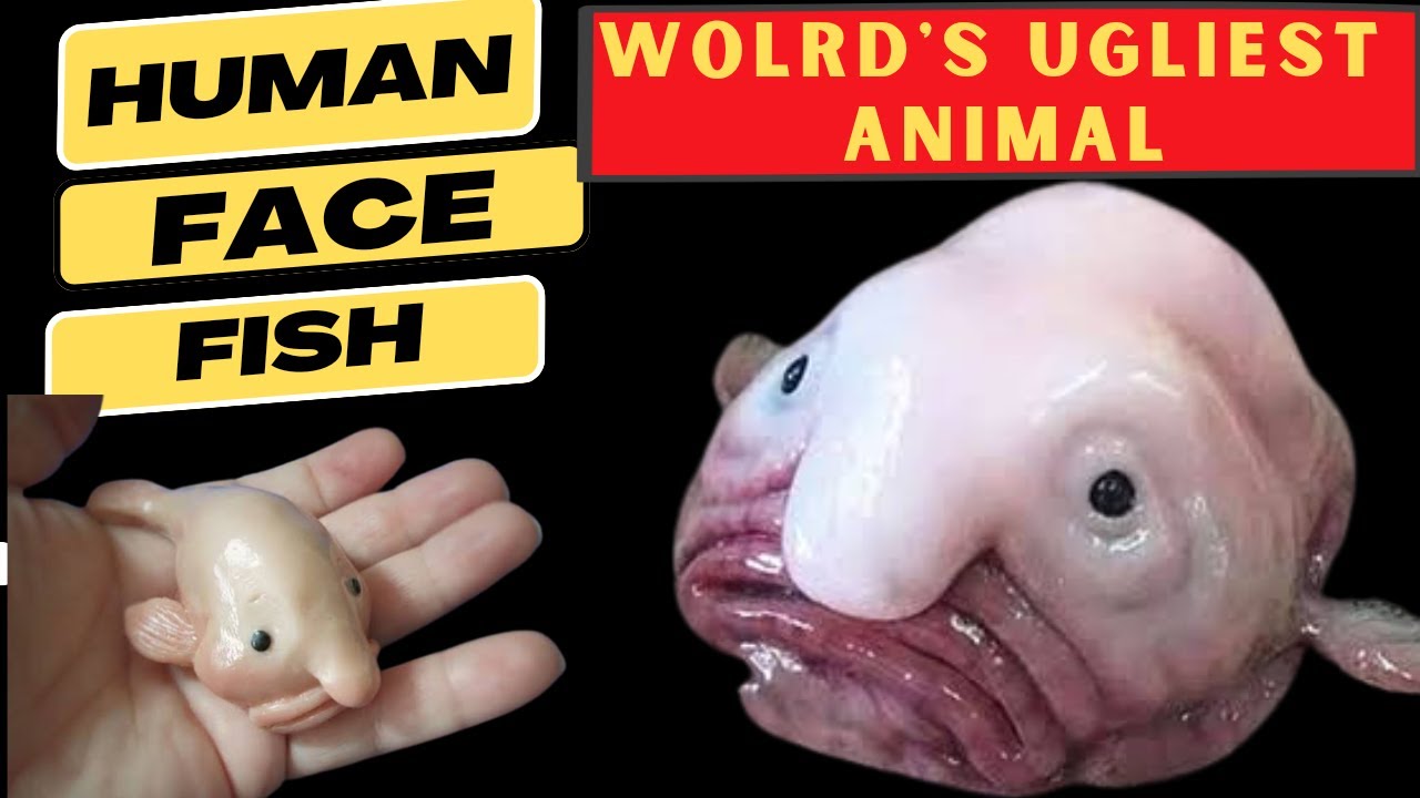 Blob Fish, Human face fish