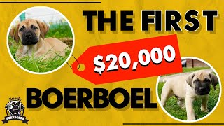 The $20,000.00 Boerboel: A True Canine Marvel by Exotic Boerboels 1,091 views 5 months ago 4 minutes, 3 seconds