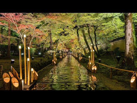 ひかりの京都 宝厳院 秋のライトアップ2022 : Hikari no Kyoto Hogon-in Temple Autumn Light Up 2022