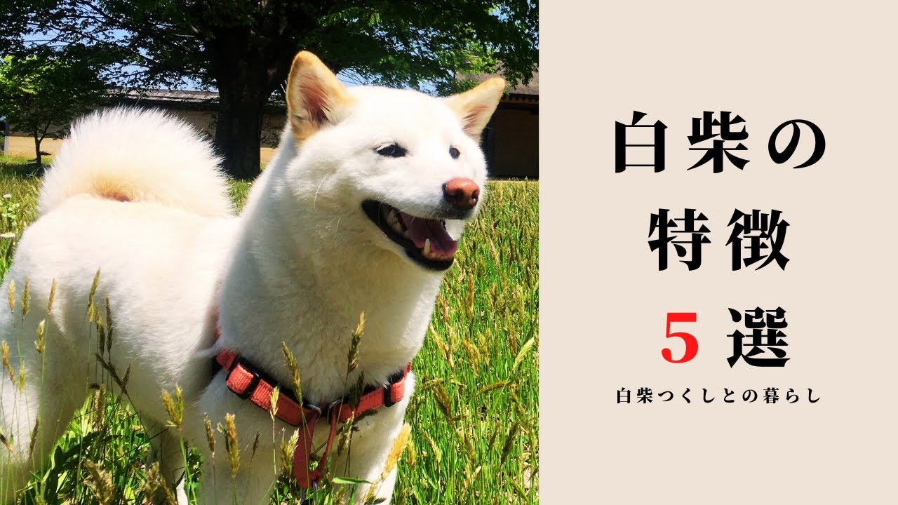 柴犬好きは見るべき 魅力がいっぱいの白柴の特徴５選 Youtube