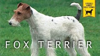 FOX TERRIER trailer documentario