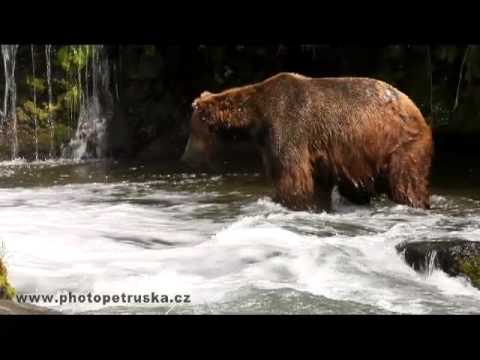 Video: Pobrežné Hnedé Medvede Z Národného Parku Katmai, Aljaška [fotky] - Sieť Matador
