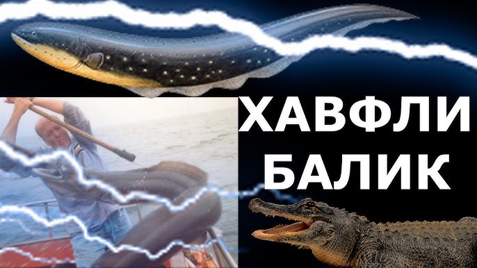 Yalangoch ayollardagi baliq tori paypoqlari