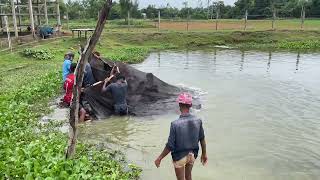 এত বৃষ্টির মধ্যেও ১০০০ সিলভার কাপ, রুই ও কাতল মাছ চাষে  দিলাম🎣🐟🐟