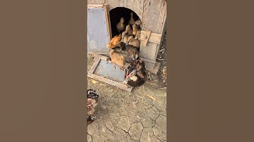 Morning Freedom: Ducks and Chickens Leave the Coop"