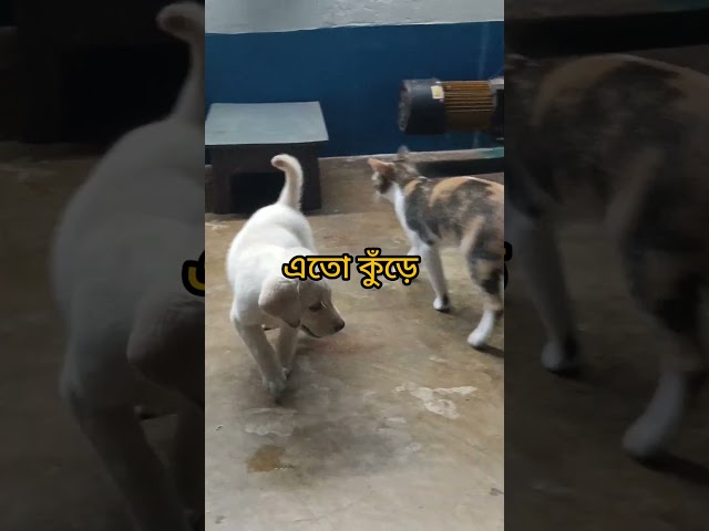 তোমরা ডিকটেটিভ ডাকো 🔥#danpitedaina #labrador #dog