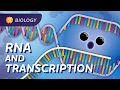 How mrna helped save lives dna transcription crash course biology 34